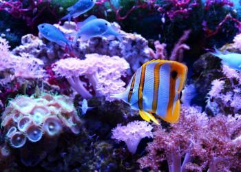 Comment décorer un aquarium d'eau de mer ?